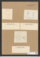 Diatomeae indet. Zeichnungen Sammlung Grunow Nr. 3741 (NHMW-BOT-W0371384)